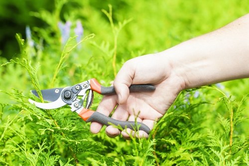 Professional arborist pruning a tree in Nags Head